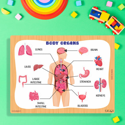 Body Organs