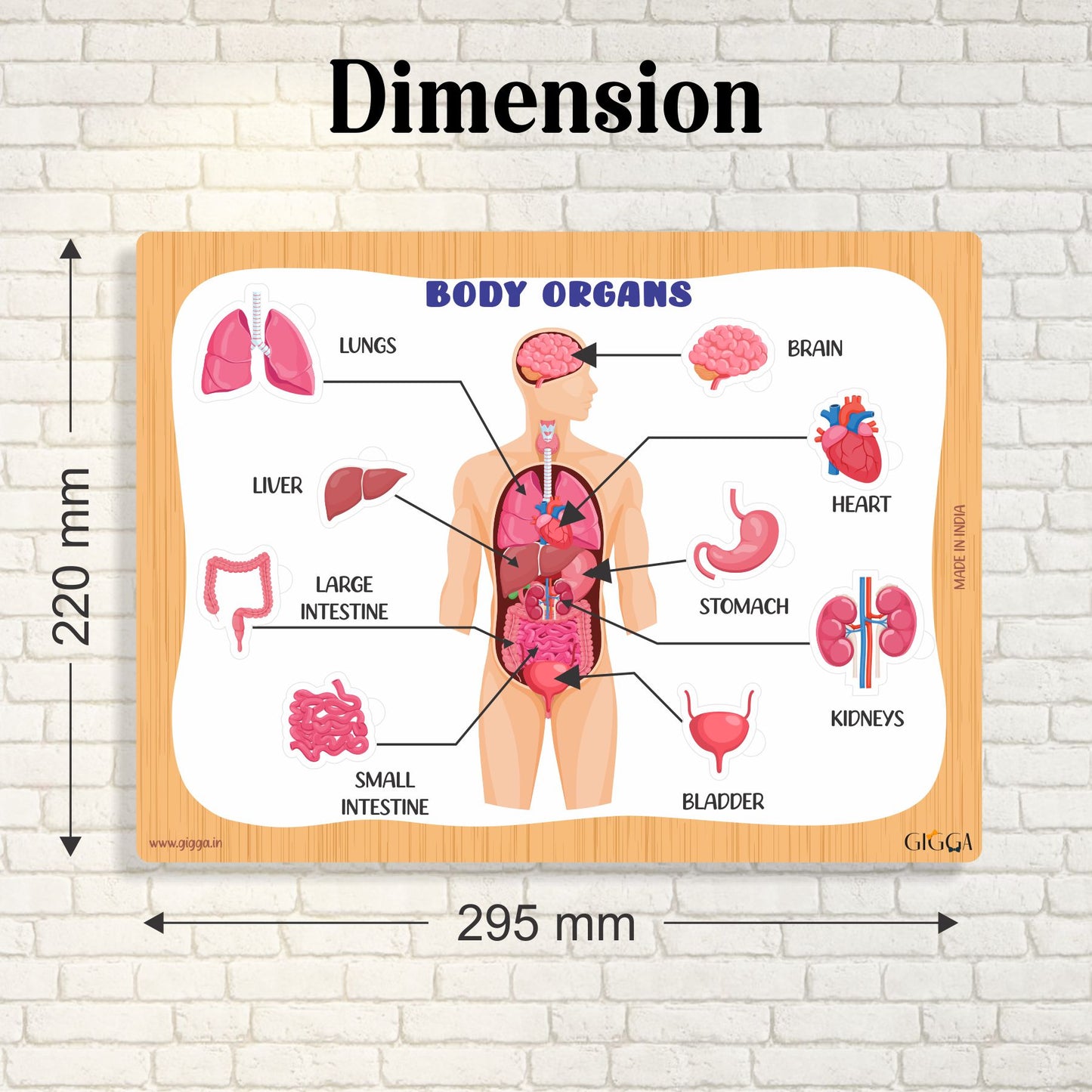 Body Organs